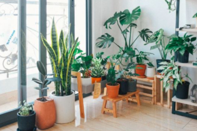 Evinize Renk Katan Çiçekler: İç Mekanları Canlandırmanın En Güzel Yolu