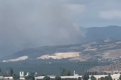 İznik'te Ormanlık Alan Alev Aldı