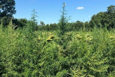 Uyuşturucu operasyonu: 49 bin 500 kök kenevir imha edildi