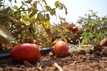 600 Bin Lira Zarar Eden Çiftçi  Mahsulünü Bedava Dağıttı