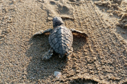 260 yavru caretta özgürlüğe kulaç attılar!