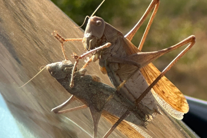 Çekirge büyüklüğüyle dikkat çekti