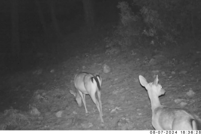 Ala geyiklerin ilk yavruları fotokapanla görüntülendi!