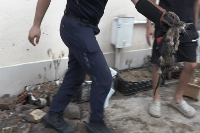 Gidere Sıkışan Kediyi Kurtarmak İçin Santim Santim Kazdılar