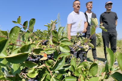 Bursa'da Aronya Hasatı Zamanı