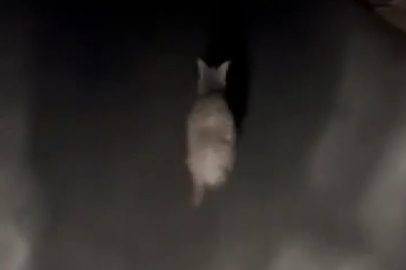 Hırsızı bekleyen gözleri gördüklerine inanamadı