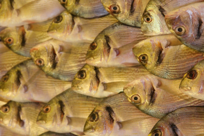 İhracatın Bir Numarası Levrek