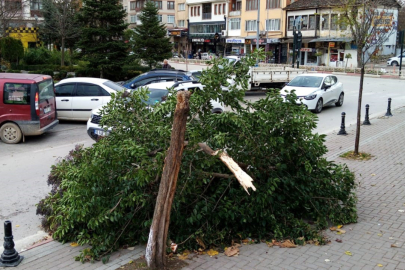 Şiddetli Lodos!  İnegöl'de Ağaç Devrildi