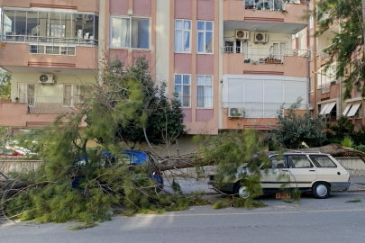 Mersin'de Fırtınadan Ağaçlar Araçların Üzerine Devrildi
