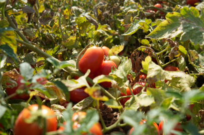 Karacabey Belediyesi, Kuracağı Kooperatiflerle Çiftçiye Destek Sağlayacak