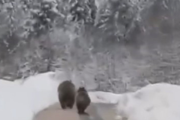 Ayılar Kış Uykusuna Yatamadı