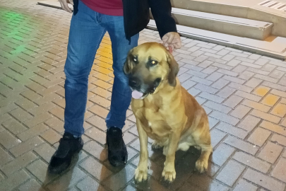 Golden ile Kangal Kırması Tarçın Camiye Giden Sahibine Korumalık Yapıyor