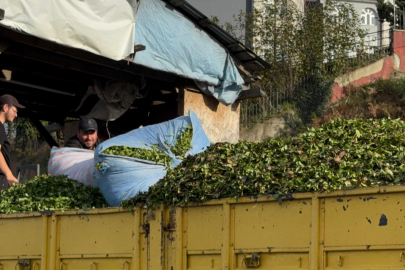 Rize'de Çay Bereketi Devam Ediyor