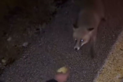 Bir Grup Genç Yolda Gördükleri Tilkiye Eliyle Cips Vererek Besledi