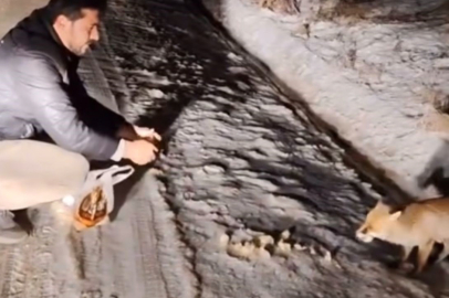 Tilkinin Aç Olduğunu Fark Edince Beslediler