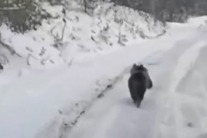 Uludağ'da Kış Uykusuna Yatamayan Ayı
