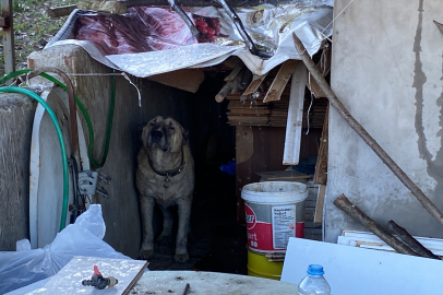 Yangında İkamet ve Eşyalar Küle Döndü Ama Köpek Evini Bırakmadı
