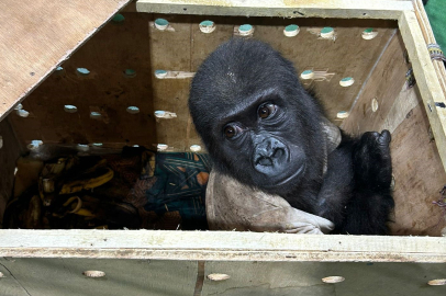 İstanbul Havalimanı’nda Nesli Tükenmek Üzere Olan Goril Yavrusu Yakaladı