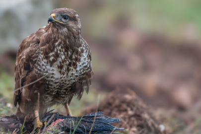 Tarımın Gizli Dostları: Şahinler 