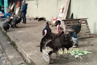 Eflani Hindisi 3 Bin 500 Liradan Alıcı Buluyor