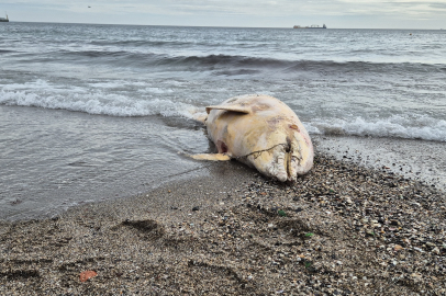 Ölü Yunus Balığı Kıyıya Vurdu
