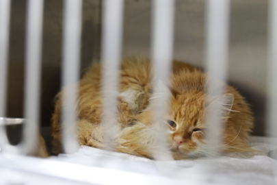 Bursa Büyükşehir Belediyesi'nden Kalpleri Isıtan Proje!