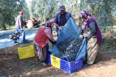 Zeytinyağı İhracatı Rekora Koşuyor