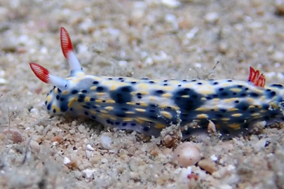 15 Yıl Sonra Yeniden Antalya Körfezi'nde 