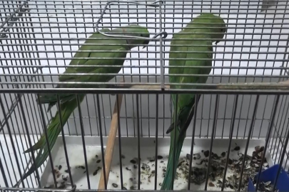 Kaçak Papağan Operasyonu