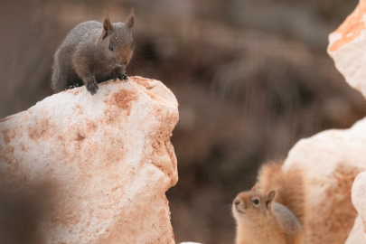 Tunceli’de Nadir Görülen Melanistik Sincap Görüntülendi