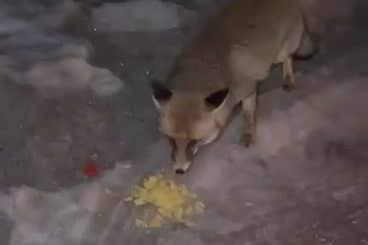 Tilkiyi Besleme Şekli Görenleri Hayrete Düşürdü