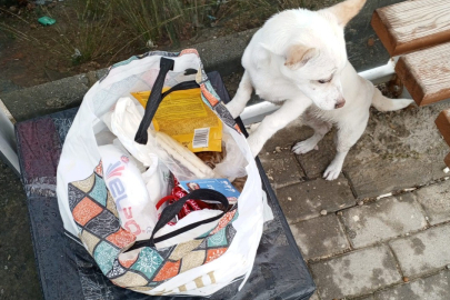 Otobüs Durağına Not ile Birlikte 3 Aylık Yavru Köpek Bırakıldı