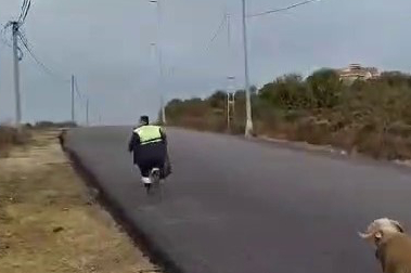 Beykoz'da temizlik işçilerini kovalayan koç yüzleri gülümsetti