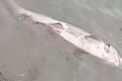 Tekirdağ'da Sahile Köpek Balığı Vurdu