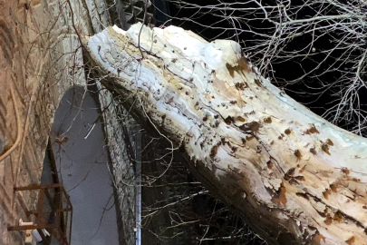 550 Yaşındaki Doğu Çınarı Kökünden Çıkarak Devrildi