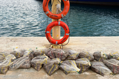 Piyasa değeri yaklaşık 150 bin TL olan deniz patlıcanı ele geçirildi