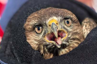 Yaralı Şahin Tedavi Altında