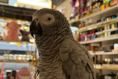 Dükkana Giren Maskeli Hırsız Papağanı Çaldı