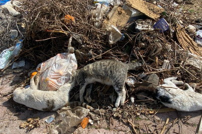 Antalya'da Vahşet: Çok Sayıda Kedi Ölü Bulundu