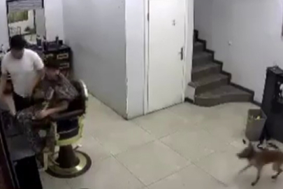 Köpek Kuaförde Tıraş Olan Müşterinin Üstüne Yürüdü