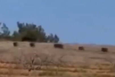 Ormanlık Alanda Görülen Domuz Sürüsü Paniğe Neden Oldu