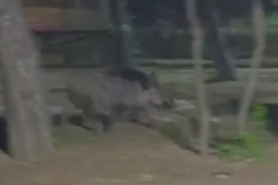 Yaban domuzu, mesire alanına inerek piknik yapan vatandaşlardan kalan artıkları yedi