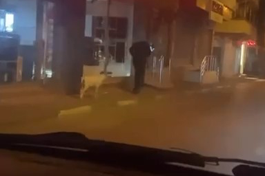  Bursa'da bir vatandaş, eğittiği kuzusunu sokakta dolaştırdı