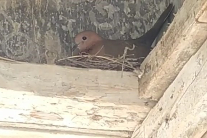 Yuva yapan kumruyu gören işçiler, inşaatı durdurma kararı aldı