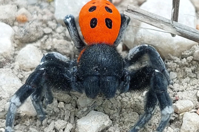 Çanakkale'de nadir görülen bir örümcek türüne rastladı