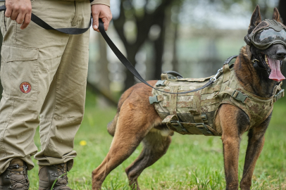TSK'nın komando köpekleri Mehmetçik'le yan yana vatanı savunuyor