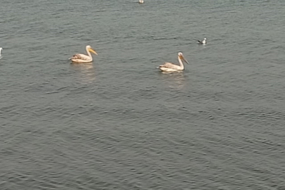 Bursa'da İznik gölü sahillerinde pelikan ve leylekler görsel şölen oluşturdu