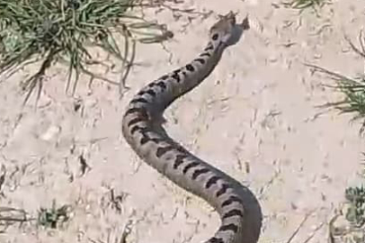 İnegöl'de bir apartmanın bahçesinde zehirli Kafkas burunlu engerek yılanı görüldü