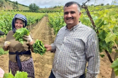 Sarıgöl’de evlerde salamura yaprak zamanı