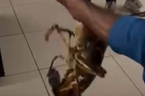 2 Kilogram Ağırlığındaki Dev Istakoz